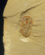 Soft-Bodied Naraoiid Arthropod (Naraoia) #14932-2